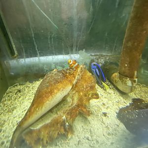 Clownfish and blue tang