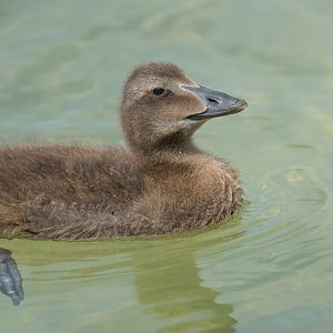Juvenile Common Eider, ZSL Whipsnade, UK