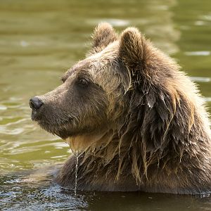 European Brown Bear, ZSL Whipsnade, UK