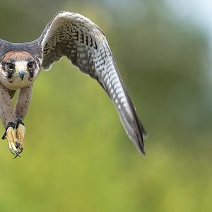 Lanner Falcon, ZSL Whipsnade, UK
