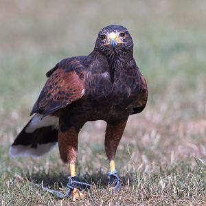 Harris's Hawk, ZSL Whipsnade, UK