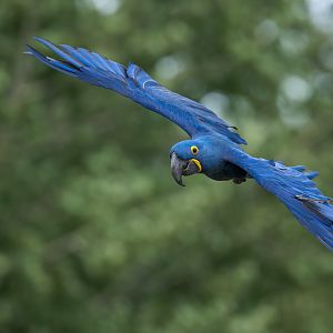 Hyacinth Macaw, ZSL Whipsnade, UK