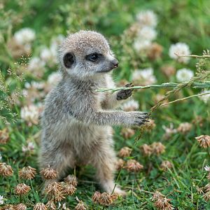 Juvenile Meerkat, ZSL Whipsnade, UK