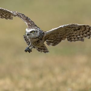 Burrowing Owl, ZSL Whipsnade, UK