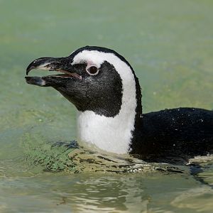 African Penguin, ZSL Whipsnade, UK
