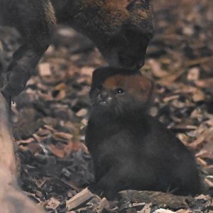 Jaguarundi cub