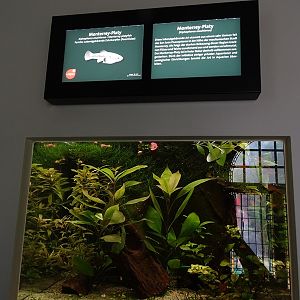 Aquarium: Tank for Monterrey platy