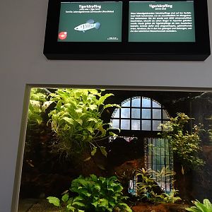 Aquarium: Tank for tiger limia