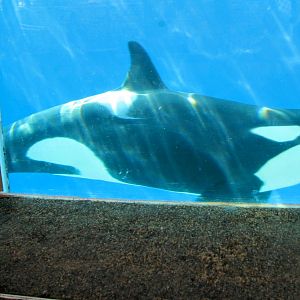 Orca - need help with ID