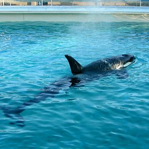 Orca - need help with ID