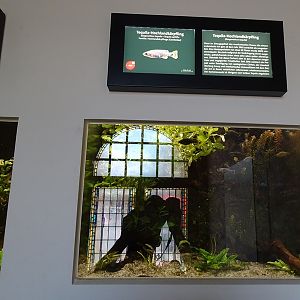 Aquarium: Tank for tequila splitfin