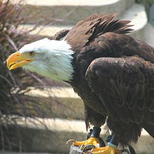 Bald eagle (Haliaeetus leucocephalus)