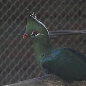 Livingstone's turaco (Tauraco livingstonii livingstonii)