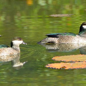 Green pygmy geese
