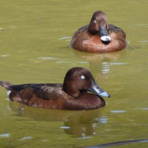 White-eyed ducks