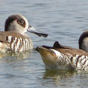 Pink-eared ducks