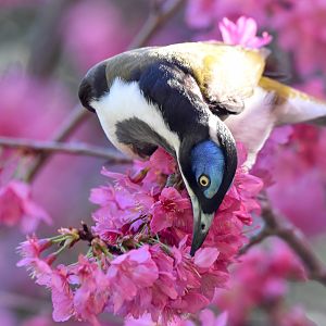 Blue-faced Honeyeater