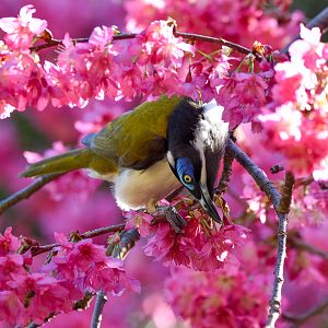 Blue-faced Honeyeater