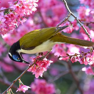 Blue-faced Honeyeater