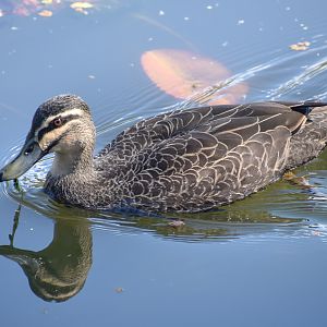 Pacific Black Duck