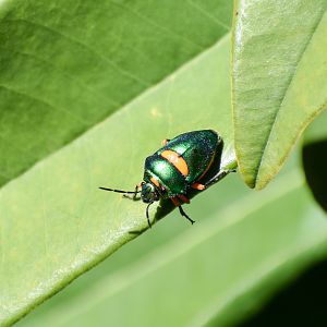 Green Jewel Bug