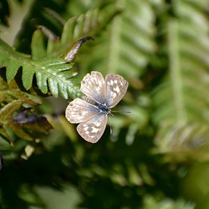 Plumbago Blue