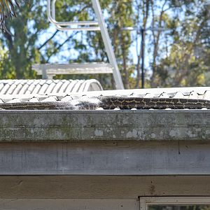 Coastal Carpet Python on restaurant roof