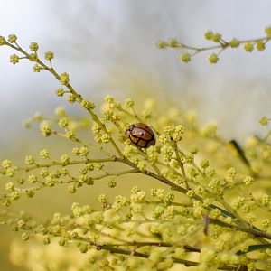 Tortoise-shelled Ladybird
