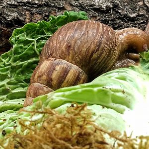 Giant African land snail 260725
