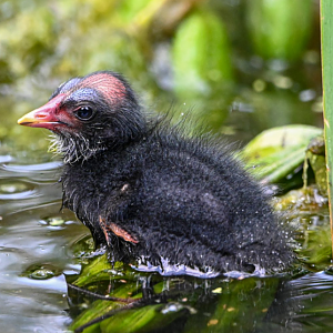Common moorhen (wild)