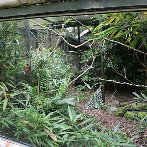 Baer's Pochard & Socorro Dove Aviary - 26/07/25