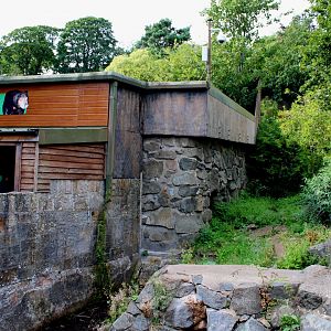 Sun Bear Enclosure - 26/07/25