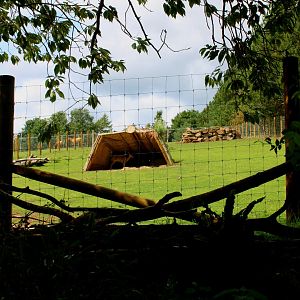 Nyala Enclosure - 26/07/25