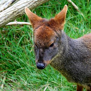 Southern Pudu - 26/07/25