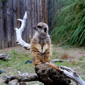 Meerkat - 26/07/25