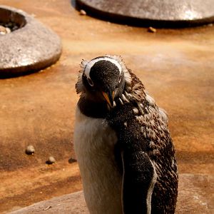 Gentoo Penguin - 26/07/25