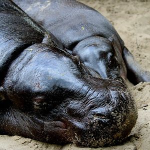 Pygmy Hippo (Gloria and Haggis) - 26/07/25