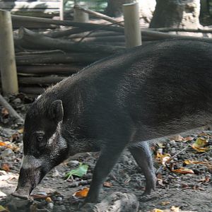 Visayan Warty Pig - 26/07/25