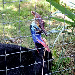 Southern Cassowary - 26/07/25
