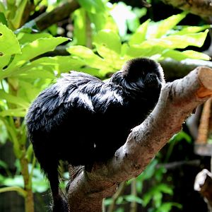 Goeldi's Marmoset - 26/07/25