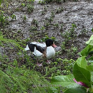 Can't identity this duck-does anyone know?