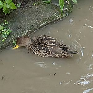 Unknown duck-Can anyone identify?