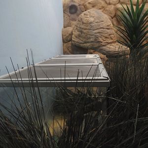 Separation area in Round-eared elephant shrew exhibit, 2025-07-21