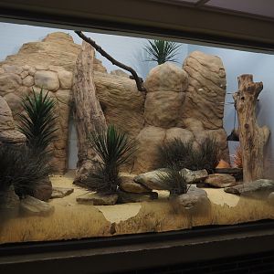 Round-eared elephant shrew exhibit, 2025-07-21