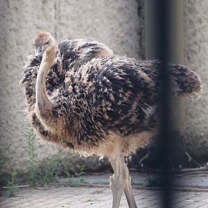 Juvenile Ostrich (Struthio camelus), 2025-07-21