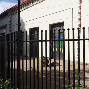 Separation exhibit next to the giraffe exhibit, on the aviary side of the Egyptian Temple, currently home to juvenile ostriches, 2025-07-21