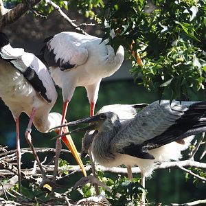 Yellow-billed storks with chick (Mycteria ibis), 2025-07-21