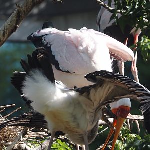 Yellow-billed stork feeding chick (Mycteria ibis), 2025-07-21