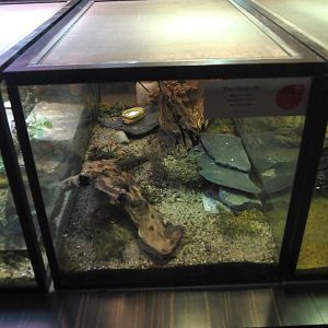 Terrarium for juvenile Ocellated lizards in the reptile house nursery, 2025-07-21
