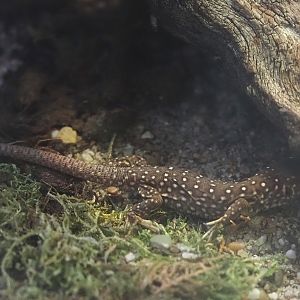 Juvenile Ocellated lizard (Timon lepidus), 2025-07-21